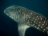 Djibouti - Whale Shark - 02